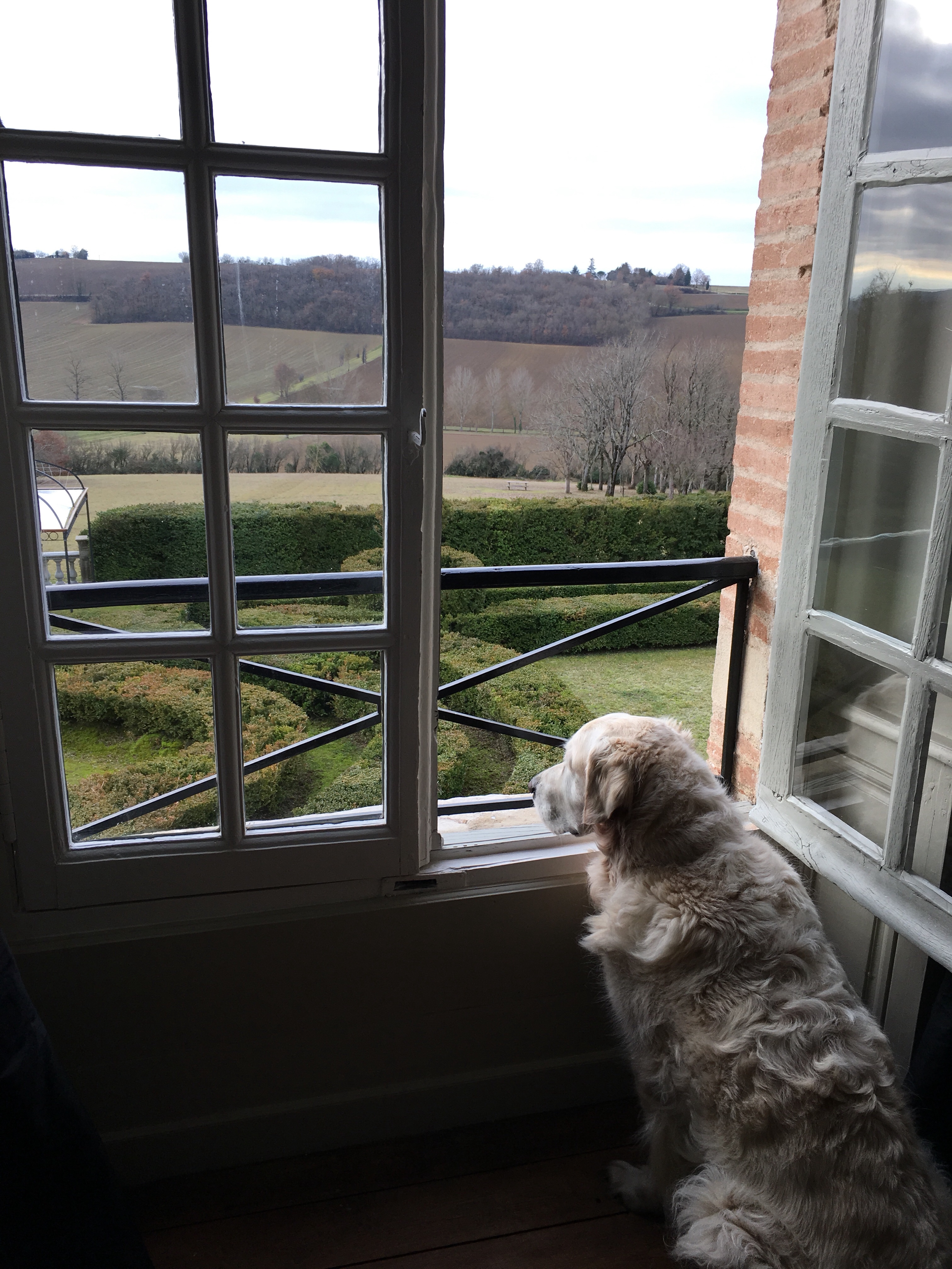 Bertie taking in his amazing view!
